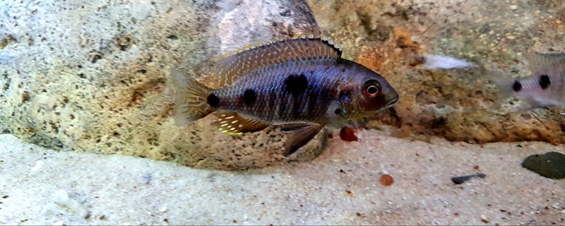 Otopharynx sp. 'auromarginatus goldhead' Nkolongwe